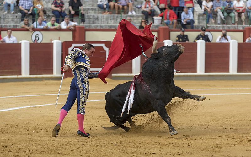 Spanish matador, Bullfighting, red cloth, black bull, Torero, dangerous hobbies, HD wallpaper