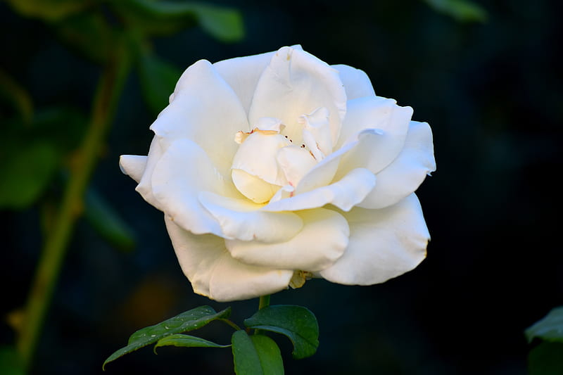 White rose in bloom during daytime, HD wallpaper | Peakpx