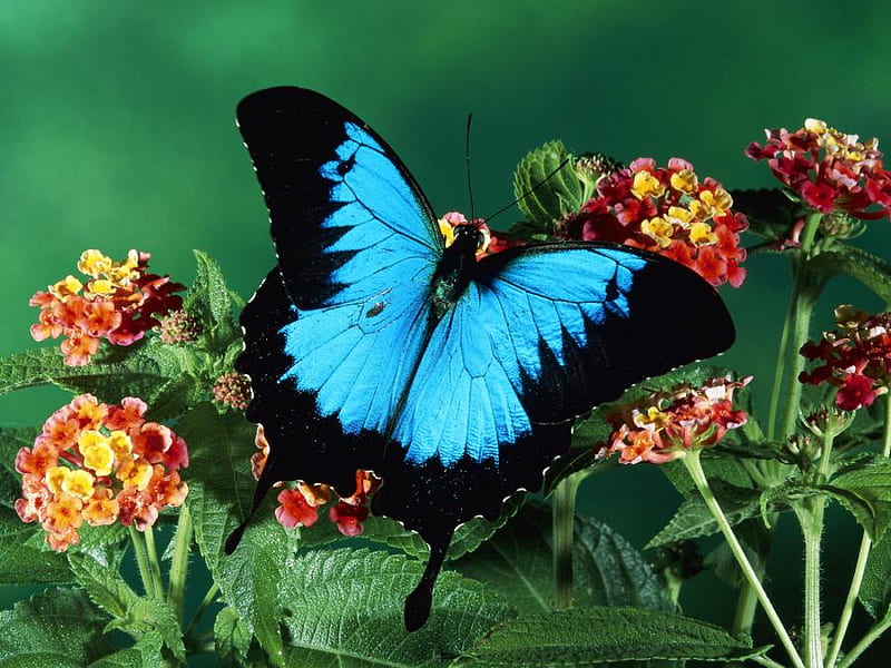 Morpho on the wing, morpho, butterfly, black, orange and yellow flowers, garden, blue, HD wallpaper