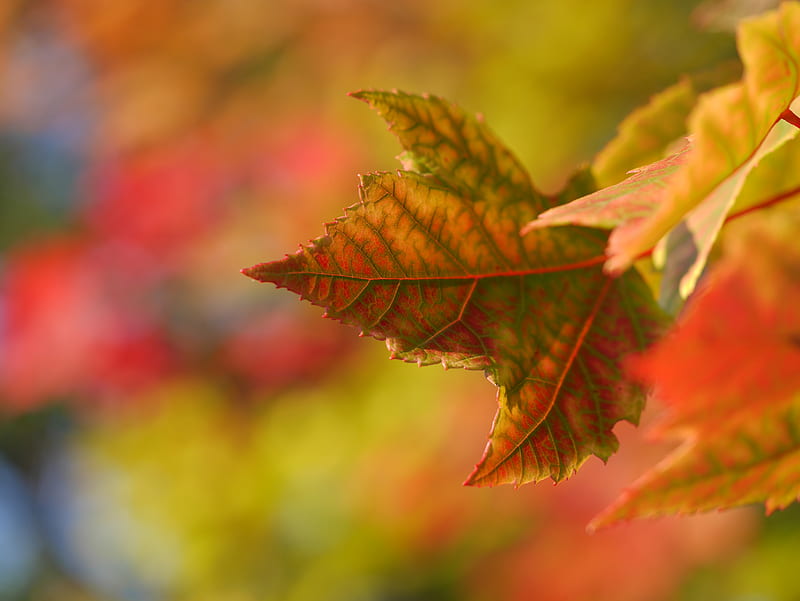 selective focus graphy of green leaf, HD wallpaper