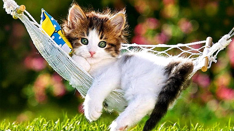 Black White Cat Kitten Is Lying On Swing In Blur Bokeh Background Cute Cat, HD wallpaper