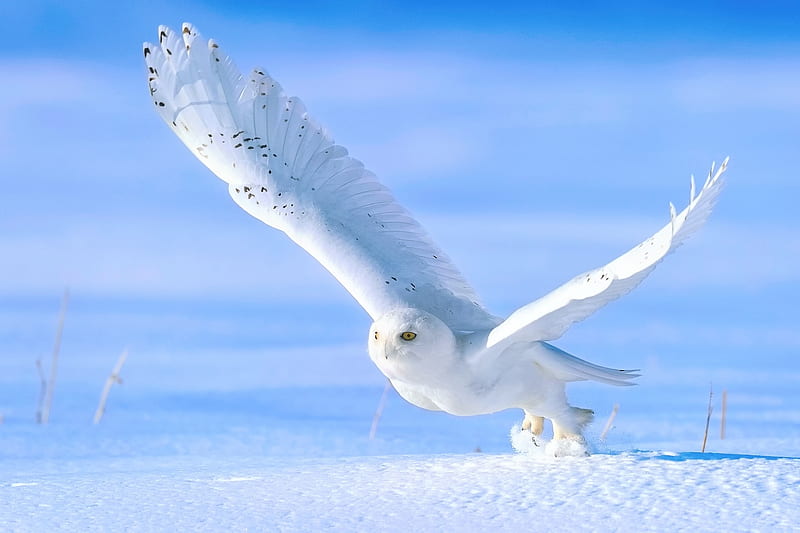 Snow Owl, starting, wings, flying, raptor, winter, HD wallpaper