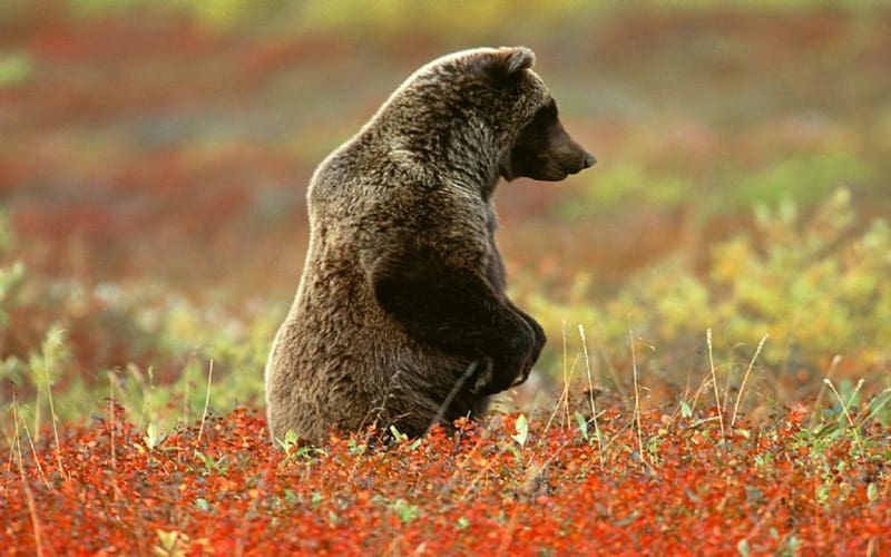Bears, Animal, Grizzly, Grizzly Bear, Alaska, Denali National Park, HD wallpaper
