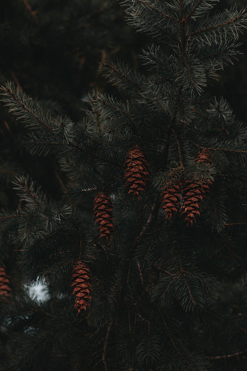 Spruce, cones, branches, macro, HD phone wallpaper | Peakpx