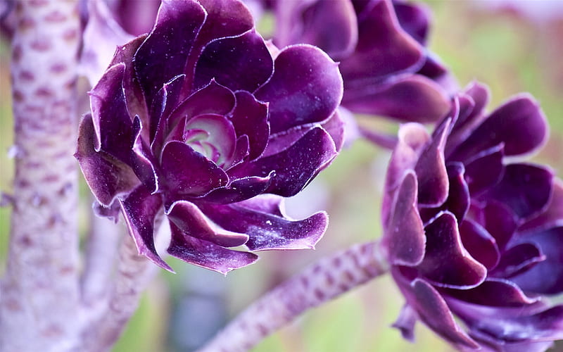 Purple flowers-flower graphy, HD wallpaper