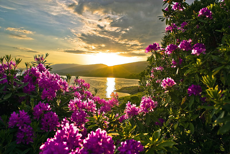Pink Flowers in Sunset, sun, ocean, flowers, nature, bonito, sunset, clouds, pink, HD wallpaper