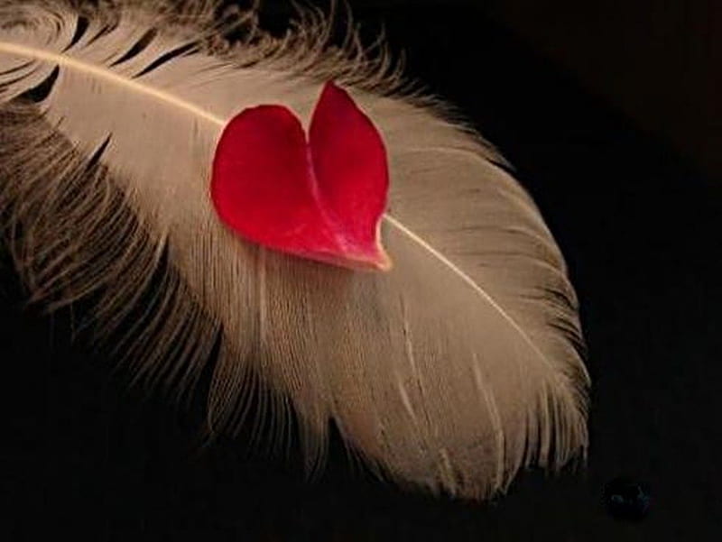 Heart lightly as a feather, red, feather, love, heart, HD wallpaper