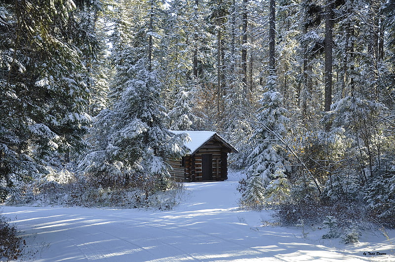 Cabin In The Woods, forest, cabin, snow, pinetrees, mountaincabin, HD wallpaper