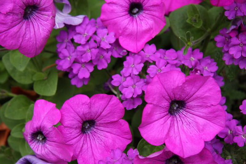PURPLE PETUNIAS, pretty, flowers, purple, petunias, HD wallpaper