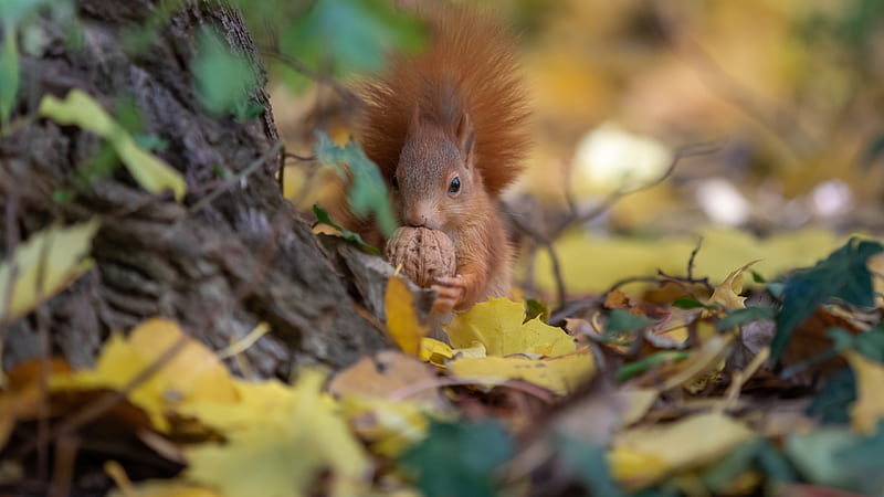 Brown Squirrel With Walnut Animals, HD wallpaper