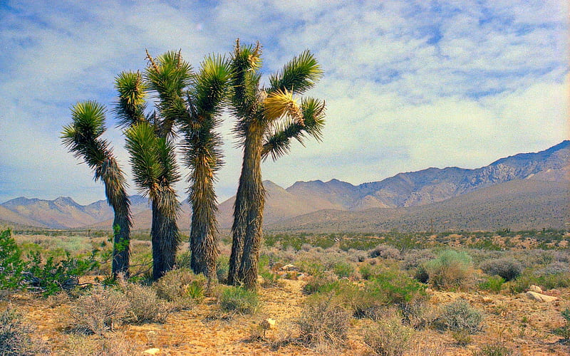 Mojave Desert, Mojave, America, desert, palms, HD wallpaper