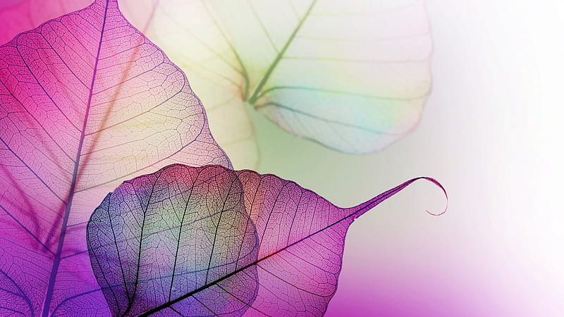 Purple leaves, nature, 1920x1080, bonito, CG, textures, transparency, graphy, nice, green, esome, amazing, colors, delicate, abstract, glass, 3d, cool, purple, veins, plants, lines, collages, white, HD wallpaper