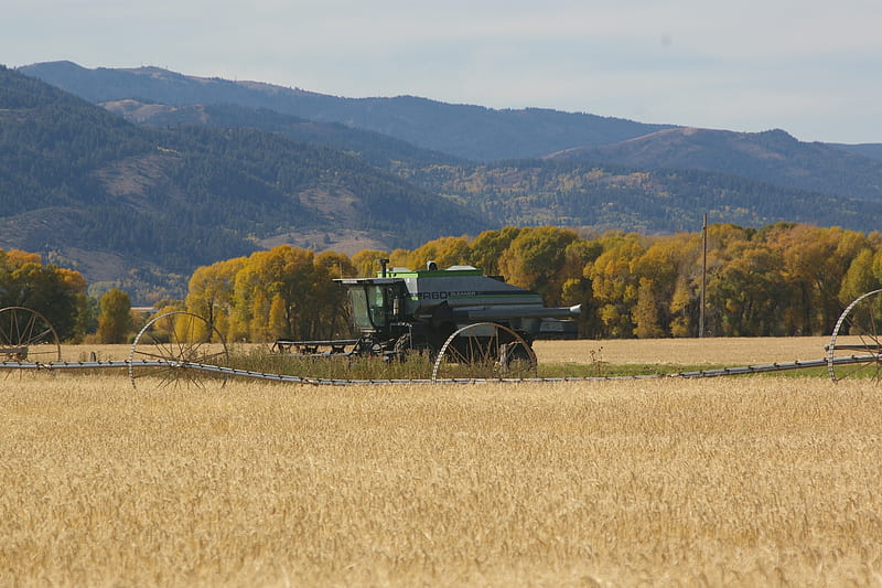 Gleaner on last Harvest, Victor, Idaho, Fall, Mountains, Farms, Grain, Gleaner, Implement Equipment, Autumn, Combines, HD wallpaper