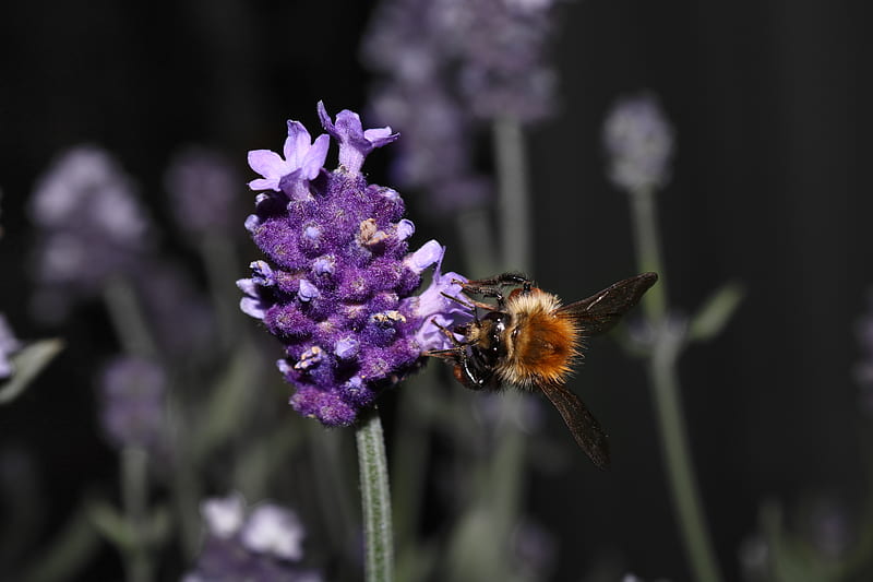 bee pollinating on purple flower, HD wallpaper