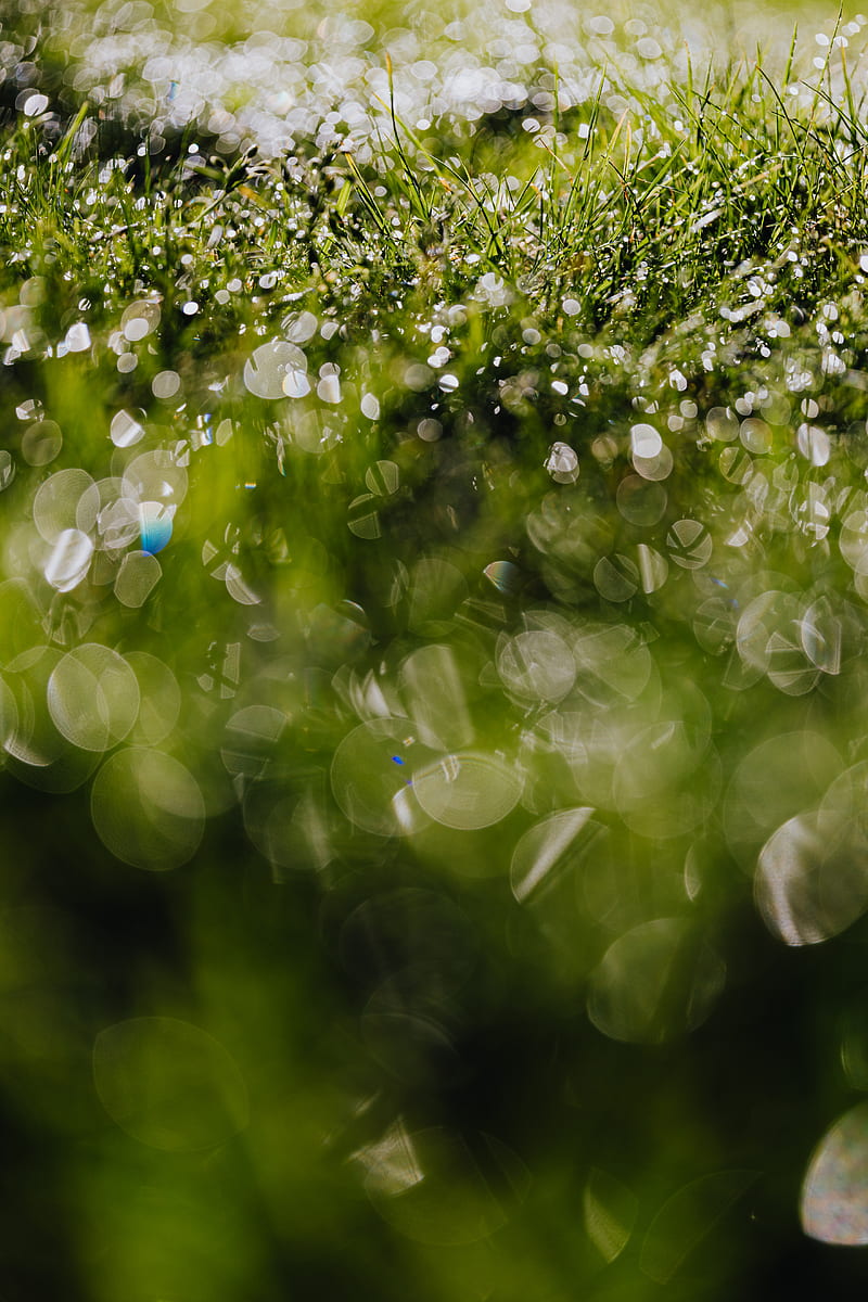 Water Droplets on Green Grass, HD phone wallpaper