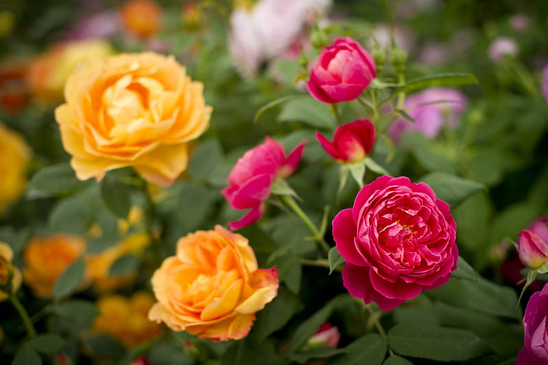 flowers in a garden, COLORS, ROSES, MIXTURE, BEAUTIFUL, HD wallpaper