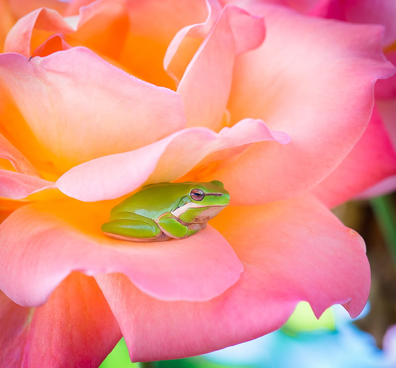 green frog and pink rose, HD wallpaper
