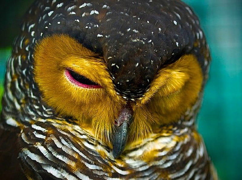 I'm Awake, owl, birds, gold-faced, sleepy, animals, HD wallpaper