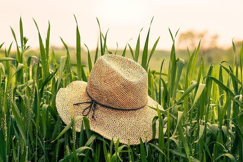 brown woven hat on green plant, HD wallpaper