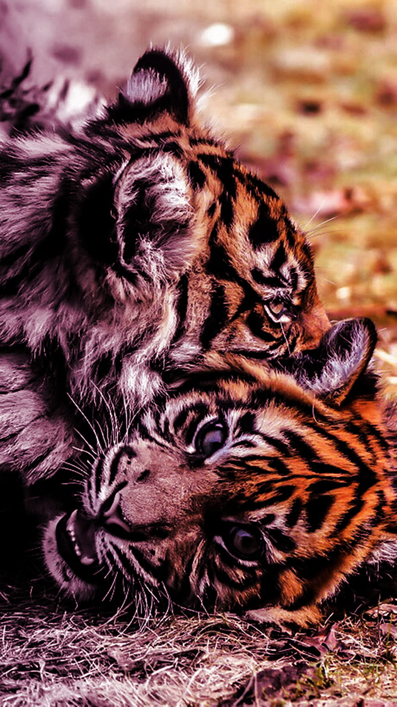 Tigres bebé, Fondo de pantalla de teléfono HD | Peakpx