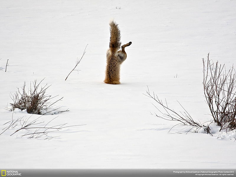 Red Fox catching mouse under snow-2012 National Geographic graphy, HD wallpaper