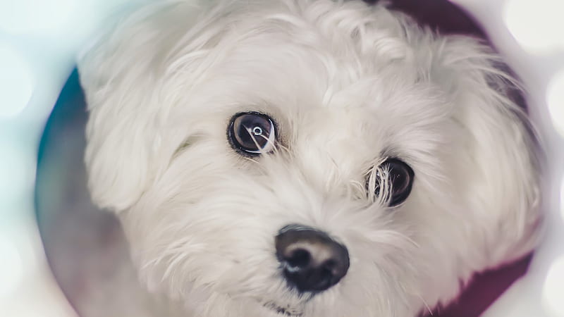 Closeup Of White Maltese Puppy Animals, HD wallpaper