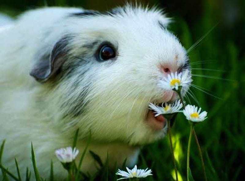 Guinna Pig Munching on Flowers, cute, flowers, eat, guinna pig, HD wallpaper