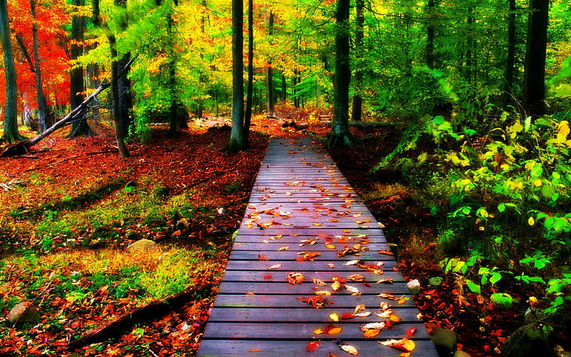 Wooden Path, autumn, leaves, sunlight, colors, trees, HD wallpaper