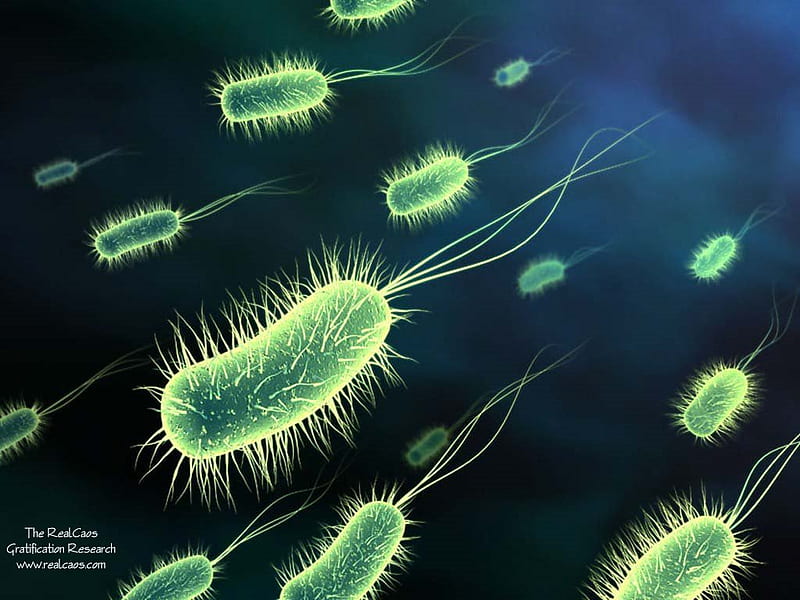 Fuzzy Bacteria, green, microscopic, blue, bacteria, HD wallpaper