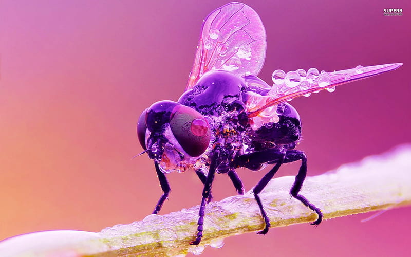 Wet housefly, cool, housefly, wet, purple, HD wallpaper