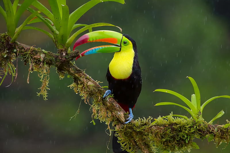 Toucan, red, black, yellow, branch, green, bird, water drops, rain, HD wallpaper