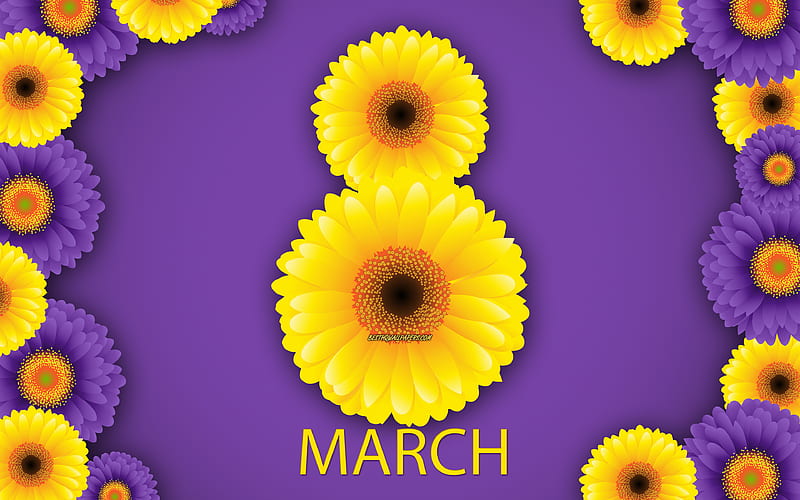 March 8, yellow chrysanthemums, purple background, yellow flowers, Happy Women's Day, spring, March 8 concepts, March 8 greeting card, HD wallpaper