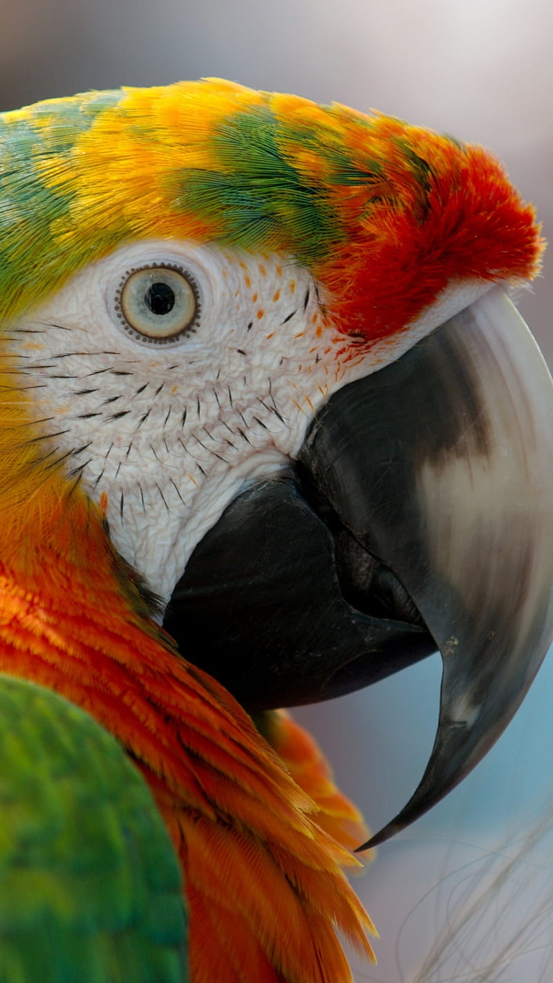 parrot, par, rot, HD phone wallpaper