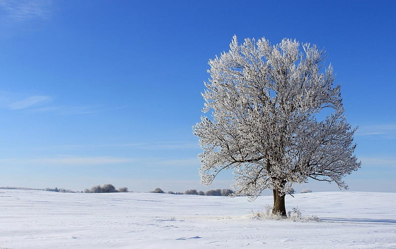 Snow covered branches, alone, pretty blue sky, 1920x1200, cold, HD wallpaper