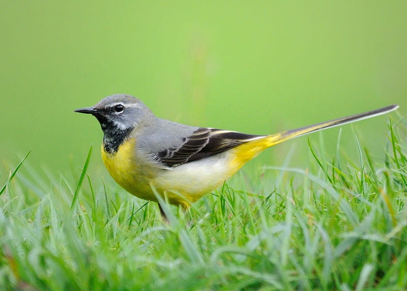 Grey Wagtail, Wagtails, Nature, Bird Species, HD wallpaper