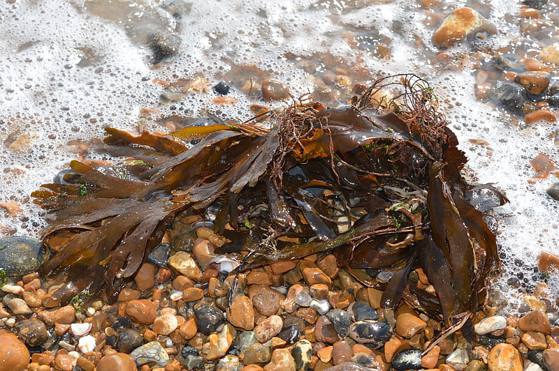Fluttering Seaweed., froth, beach, weed, sea, HD wallpaper