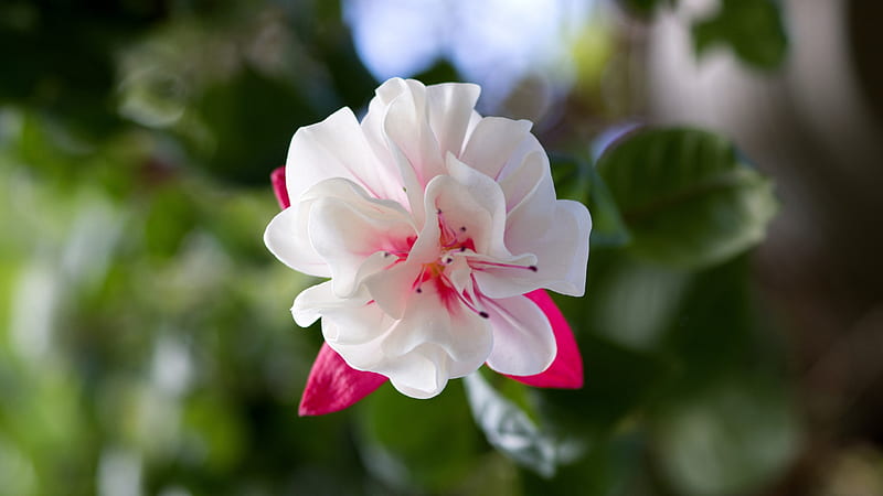 Fuchsia, Onagraceae, 5120x2880, Hokusha, Magenta, Red, White, Rose, 3840x2160 , flowers, Fukushia, Flower, HD wallpaper