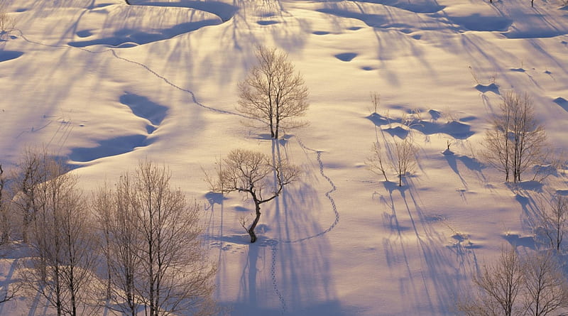 footprints going up a snow covered mountain, mountain, footprints, snow, trees, winter, HD wallpaper