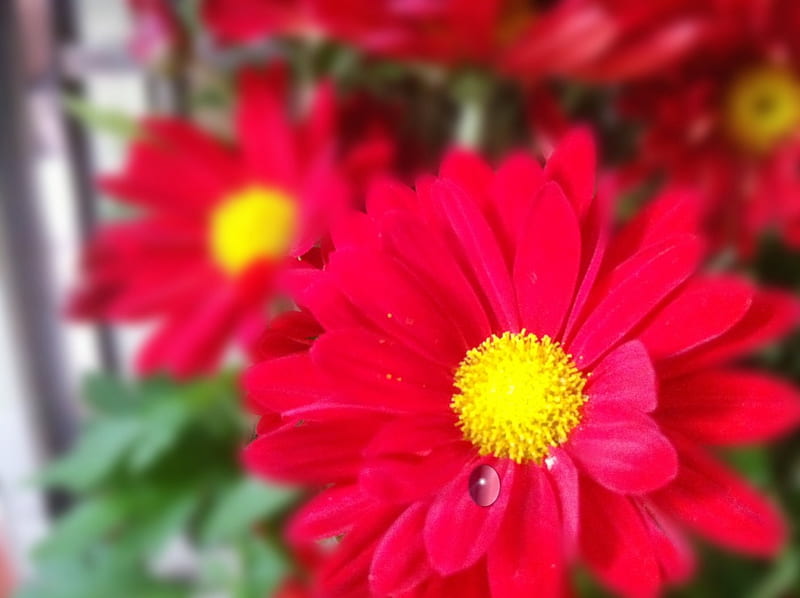 Red Chrysanthemum, flowers, graphy, greenfields, Nature, HD wallpaper