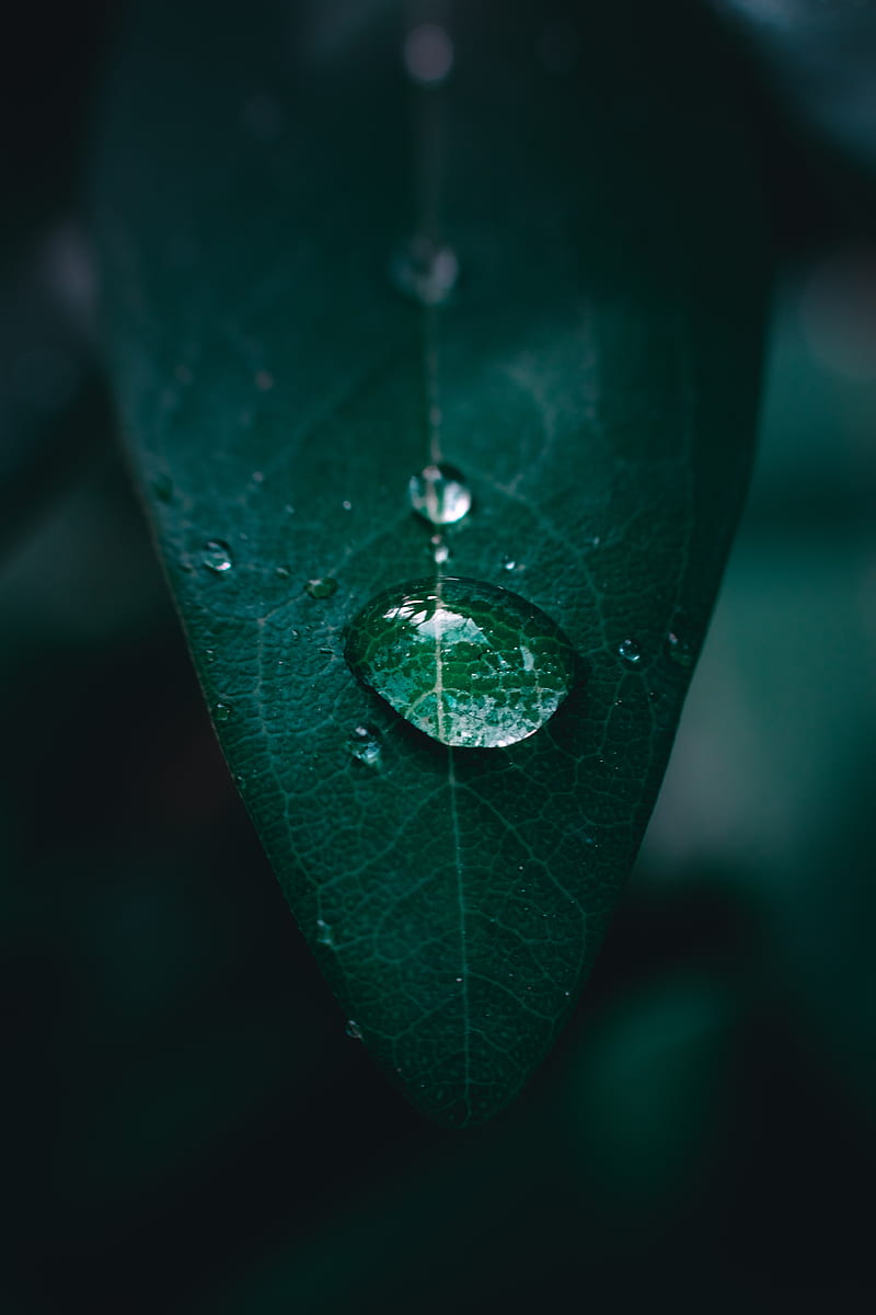 leaf, drop, water, macro, HD phone wallpaper