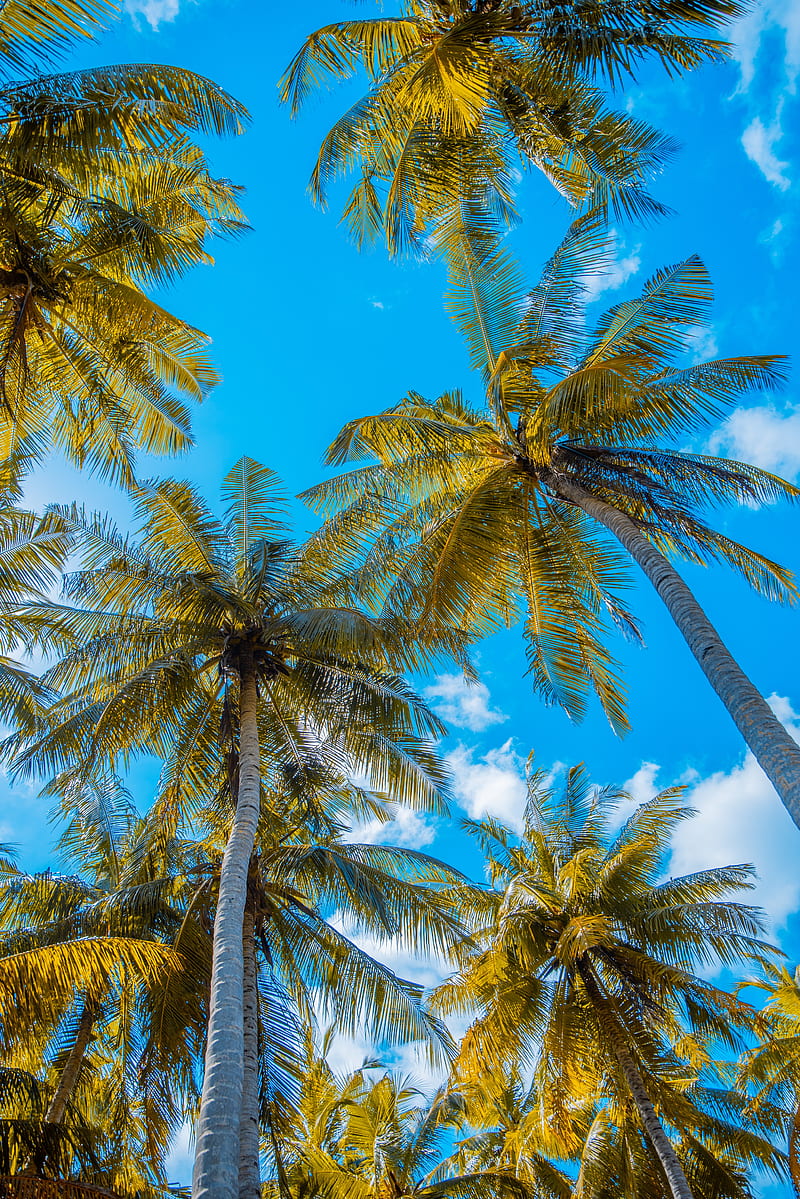palm trees, sky, clouds, tropics, summer, HD phone wallpaper