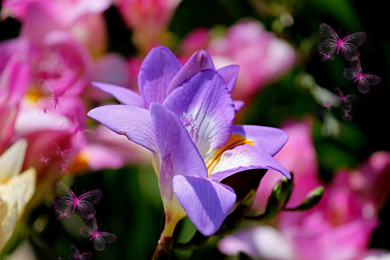 sia, purple, pink, butterfly, flower, spring, HD wallpaper