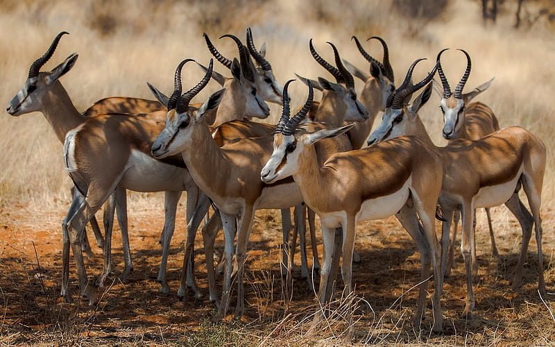 a herd of antelope, wildlife, africa, HD wallpaper