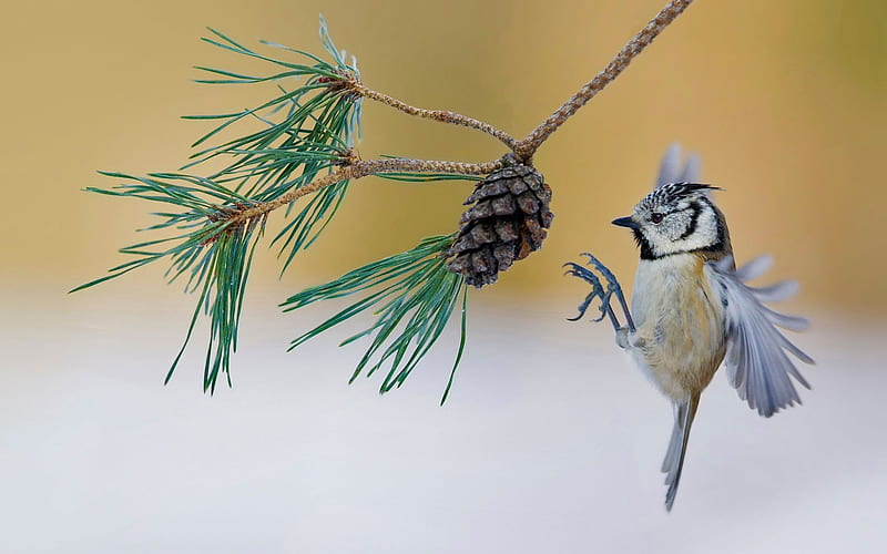 Crested tit, bird, pasare, pinecone, branch, HD wallpaper