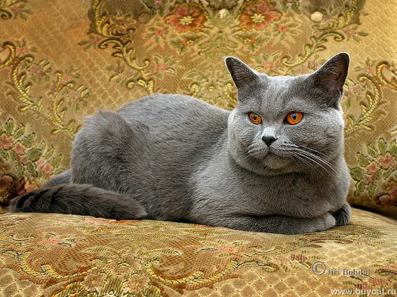 Russian blue cat, gris, chair, cat, kitten, HD wallpaper