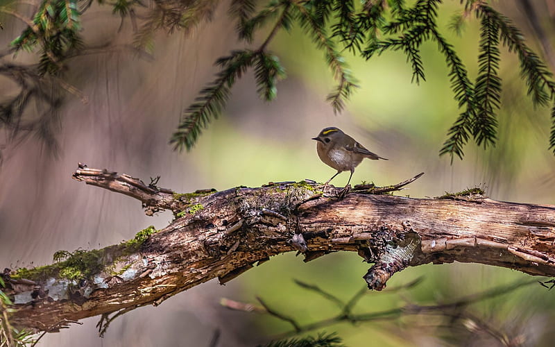 Little Bird, Estonia, branch, bird, animal, HD wallpaper