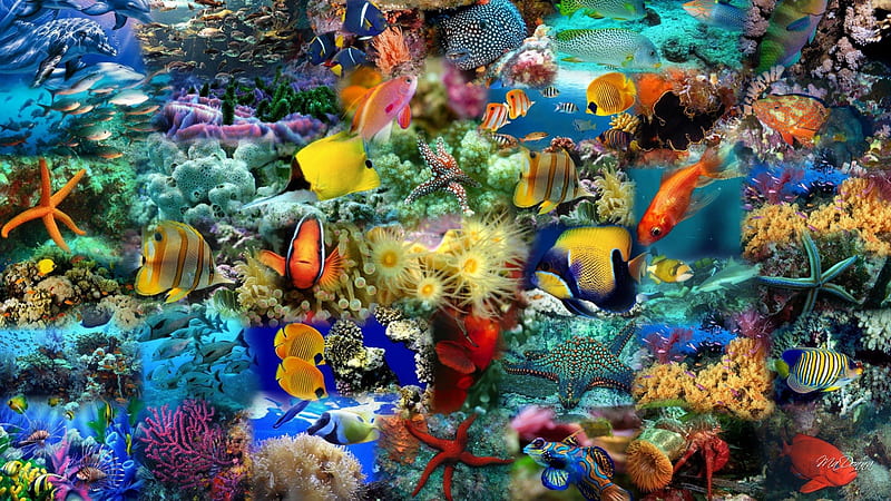 Fish Collage, water, fish, plants, aquarium, ocean, bright, collage, sea, HD wallpaper