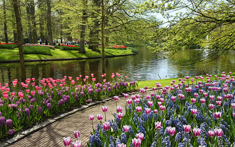 Keukenhof gardens., tree, flower, path, garden, keukenhof, lake, HD wallpaper