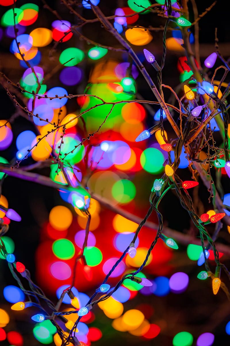 branches, garlands, colorful, lights, festive, HD phone wallpaper
