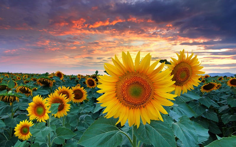 Sunflower, flowers, nature, sky, sunflowers, HD wallpaper | Peakpx